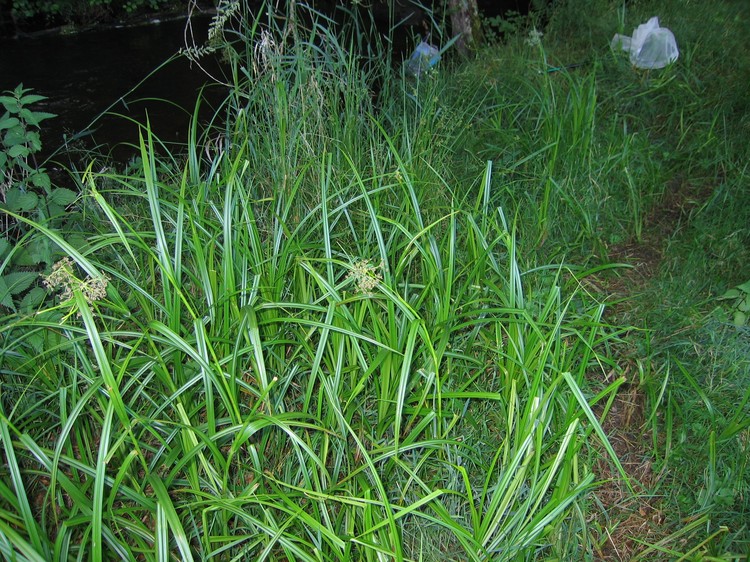Scirpus sylvaticus